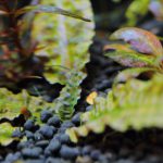 植栽から7日目　クリプトコリネ　ブローサ